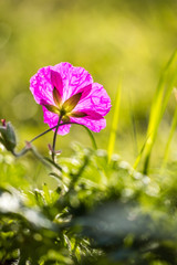 Fototapeta premium Pink flower back lit by the setting sun with green background