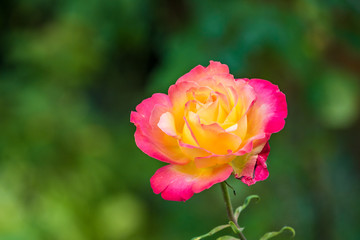 single pink Chinese rose with green background