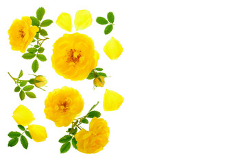 wild yellow rose blooming flower isolated on a white background with copy space for your text. Top view. Flat lay