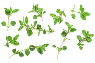 Fresh thyme spice isolated on white background with copy space for your text. Top view. Flat lay...