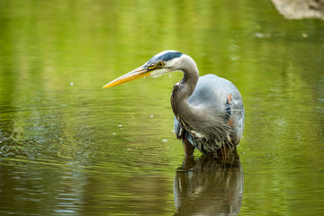 great blue heron wait patiently in the green pond for any fish to pass by