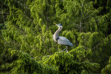 great blue heron resting on the tree top in the morning