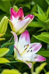 pink edged day lily with green background
