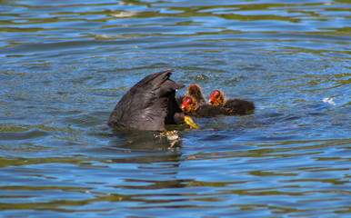 coot and chicks