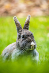 close up portrait of grey rabbit with blue eyes looking your way