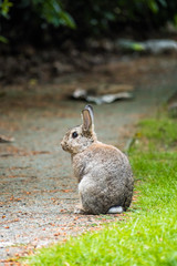 cute grey rabbit sitting on the green grass on the road side