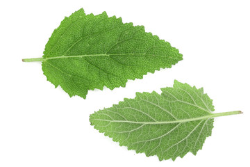 Fototapeta premium Sage leaves or Salvia officinalis isolated on white background