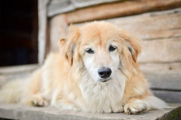 Shepard dog is lying in front of the mountain hut. Low DOF.