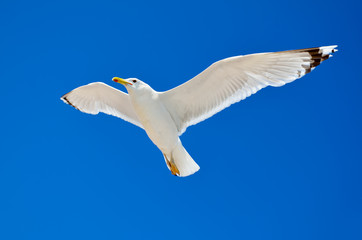 A seagull is flying in the blue sky. Seabirds.