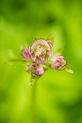 light pink great master flowers with creamy green background