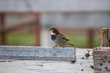 Finch on fence