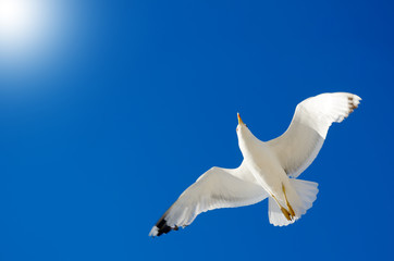 A seagull is flying in the blue sky. Seabirds.