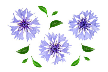 Blue cornflower isolated on white background macro