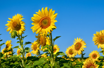 Yellow sunflowers grow in the field. Agricultural crops.
