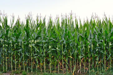 High stems of green corn in the field