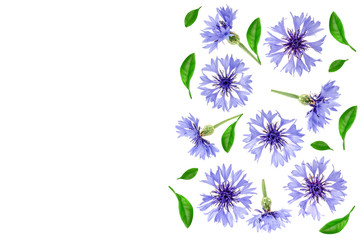 Blue cornflower isolated on white background with copy space for your text. Top view. Flat lay pattern