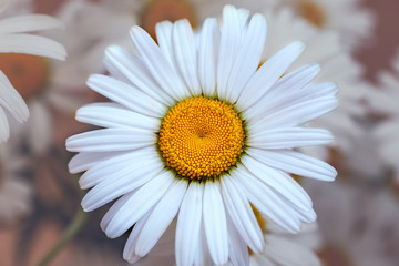 Chamomile or camomile flower macro photo