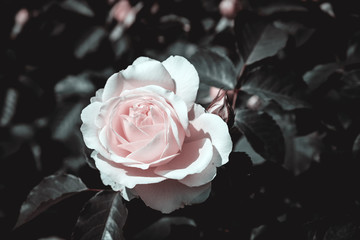 The elegant Rosa infrared effect