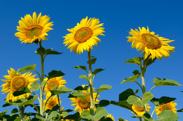 Yellow sunflowers grow in the field. Agricultural crops.