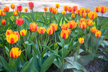 Festive tulips on a flower bed is full of romantic spirit. Sunny day inspires for the best and fill the soul with delight and joy.