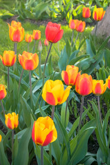 Festive tulips on a flower bed is full of romantic spirit. Sunny day inspires for the best and fill the soul with delight and joy.