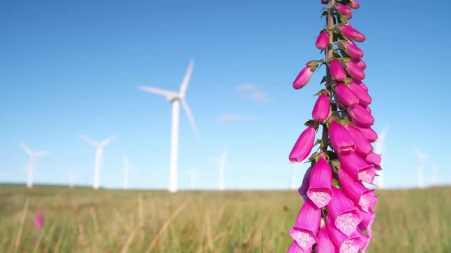 Footage of foxglove flower with wind turbine at the background. East lothian, Scotland, UK