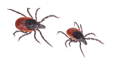 Close-up of two deer ticks. Castor bean tick. Ixodes ricinus. Detail of dangerous biting parasites....