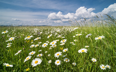 White daisies in spring meadow. Ox-eye daisy. Leucanthemum vulgare. Idyllic view on beautiful marguerites in green grass. Wild flowers in romantic rural landscape. Blue sky and white clouds.
