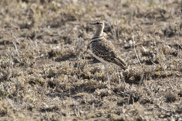 Two-banded Courser that stand among dry grass in dry savannah