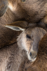 Fototapeta premium 午後のひととき。母たちに包まれてのお昼寝