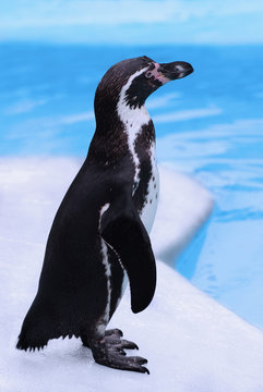 Pinguin steht auf einer Eisscholle im Wasser