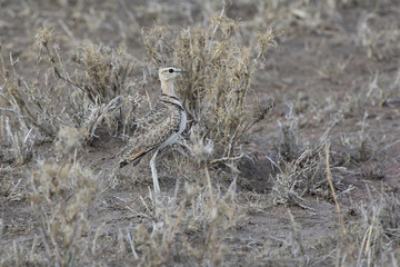 Two-banded Courser that stand among dry grass in the evening savannah