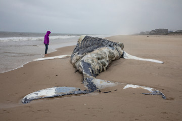 Dead female humpback whale at shore with ocean in background with person looking at it