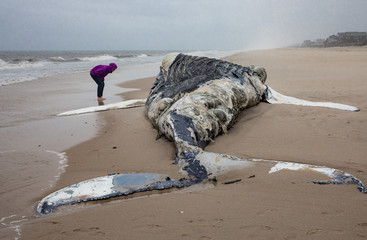 Dead female humpback whale at shore with ocean in background with person looking at it