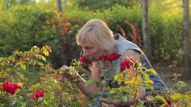 Elderly woman sniffing flowers and looking at a flower bed. Horticulture and floristics