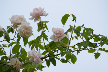 light pink flowers of the rambling or climbing rose 