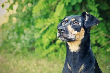 Obedient mixed breed black and brown dog sitting in a park on grass looking serious, mouth shut, blurry green background, sunny summer day