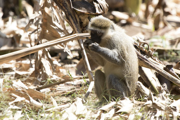 Vervet Monkey that sits on the ground and eats a banana