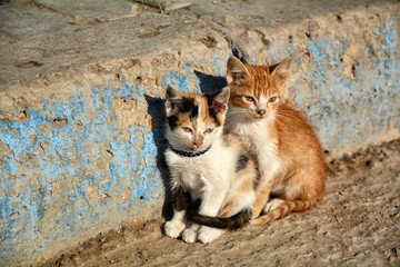 Moroccan cats on the streets