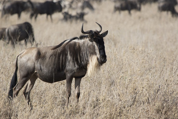 Naklejka na ściany i meble White bearded Wildebeest which stands in a dry shroud on the background of a running herd