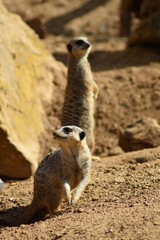 Fototapeta premium meerkat