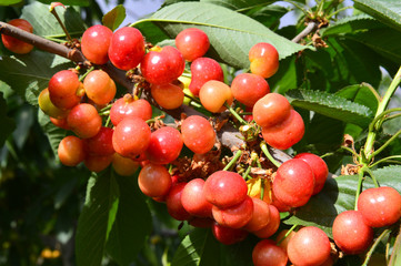 The ripe cherries are on the tree