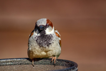 male house sparrow