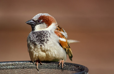 male house sparrow