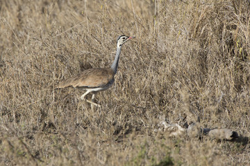 White-billied Bustard that goes among dry tall grass and shrubs in the African savanna