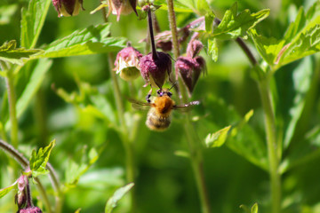 bee on flower