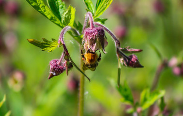 bee on flower