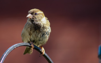 female sparrow
