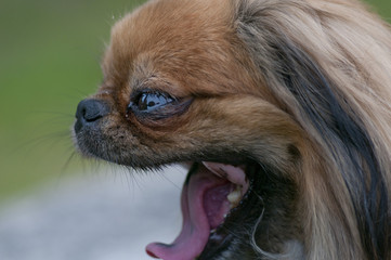 Pekinese