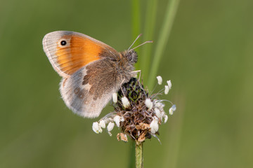 Small heath butterfly (Coenonympha pamphilus) on plantain. Small grassland butterfly in the family Nymphalidae nectaring in Wiltshire, UK
